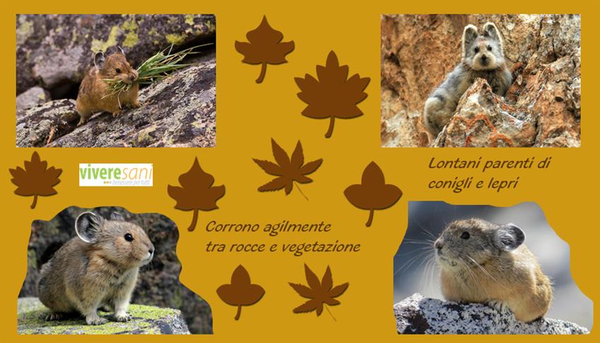 Pika, musetto da tenero orsacchiotto Pika, musetto da tenero orsacchiotto
